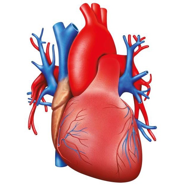 Cardiology